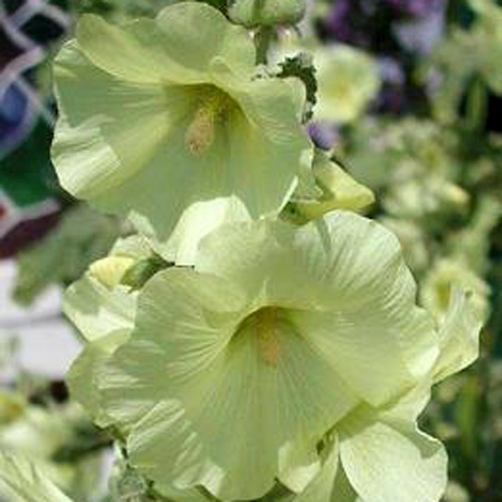 Alcea rugosa