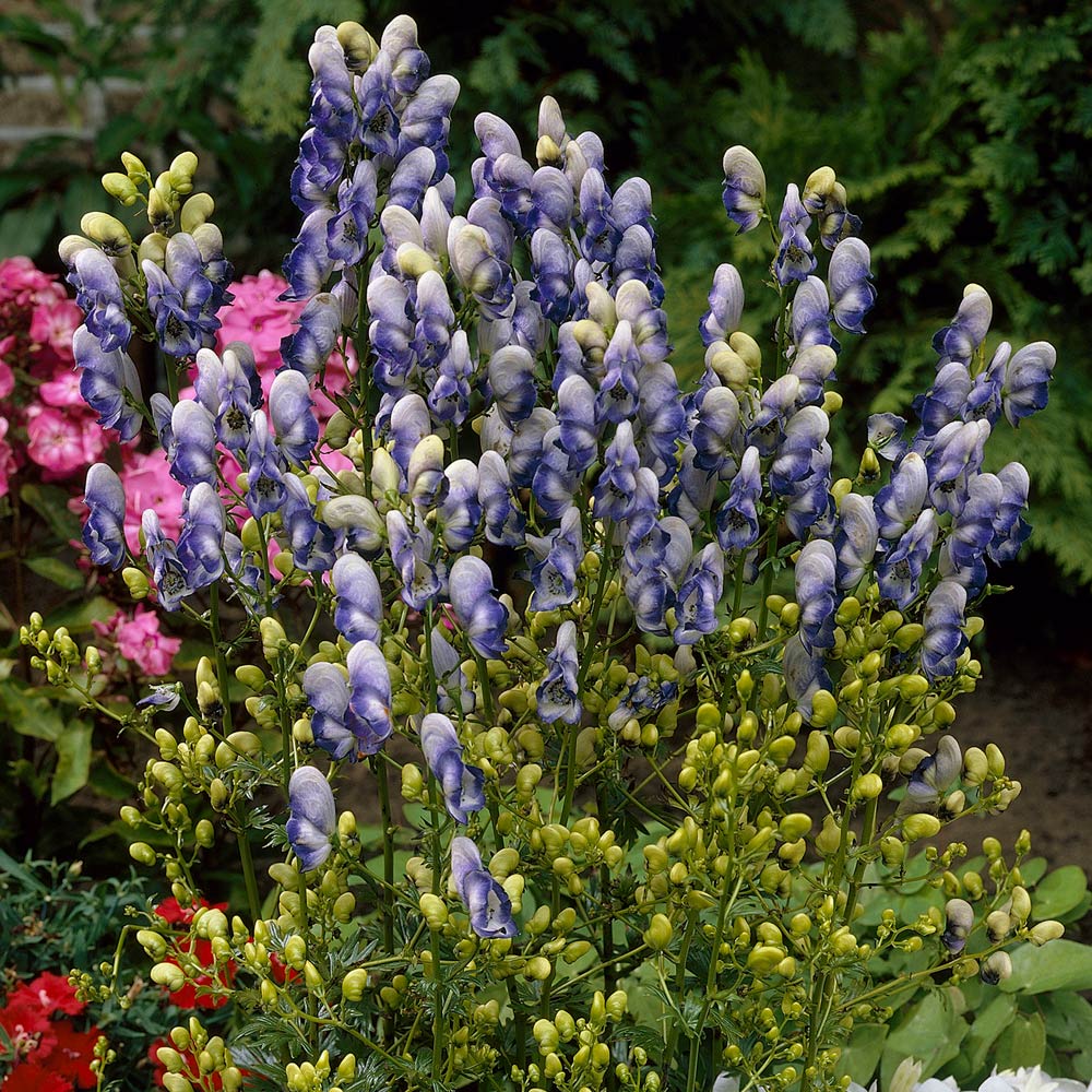 Aconitum x cammarum ‘Bicolor’ | White Flower Farm