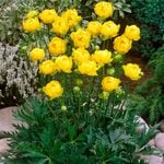  Trollius x cultorum 'Lemon Queen'