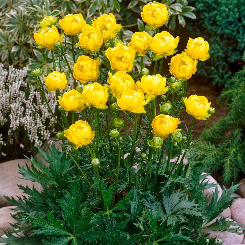 Trollius x cultorum 'Lemon Queen'