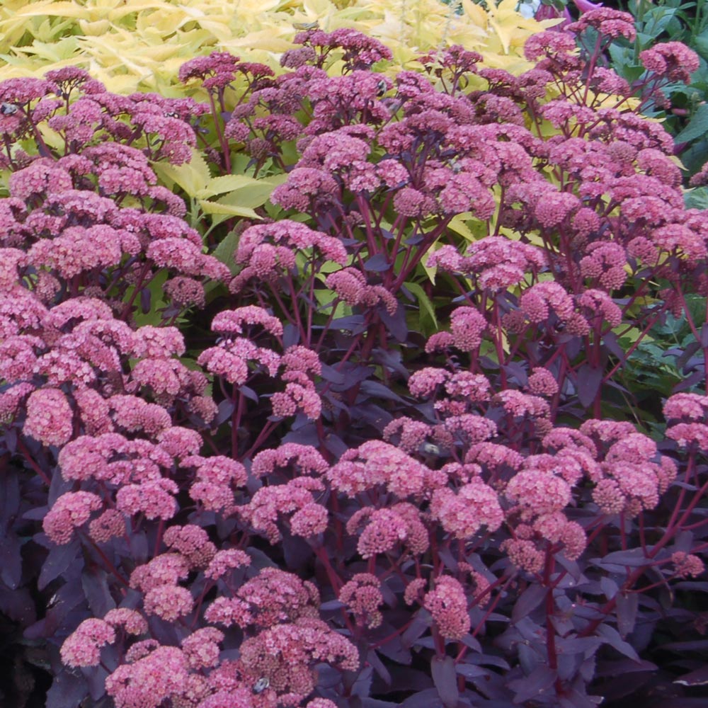 Sedum telephium 'Purple Emperor'