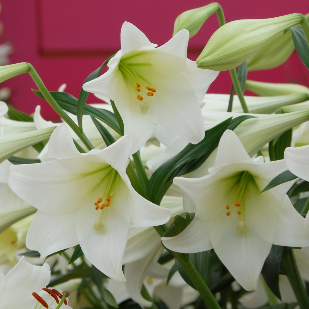 Lilium longiflorum 'White Heaven'