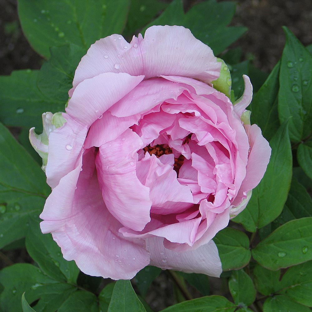 Paeonia suffruticosa 'Hana-Kisoi' - Tree Peony