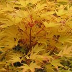  Acer palmatum 'Sango-kaku'