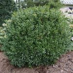  Buxus NewGen Independence®