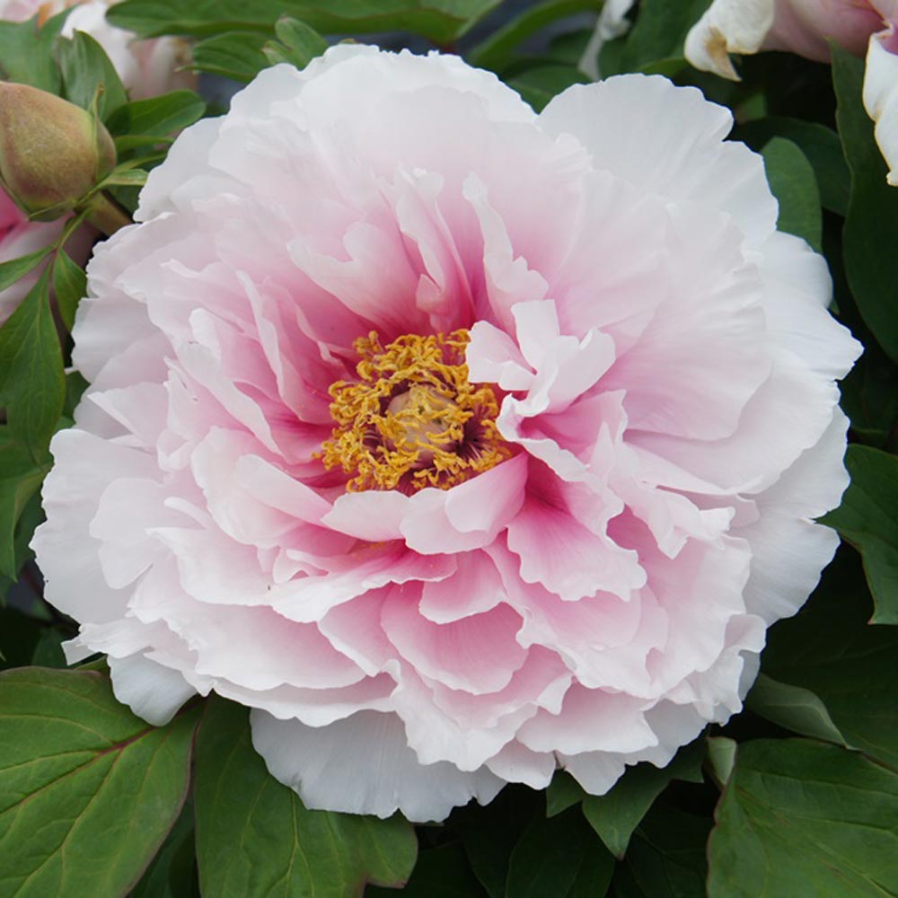 Paeonia suffruticosa 'Asuka' - Tree Peony