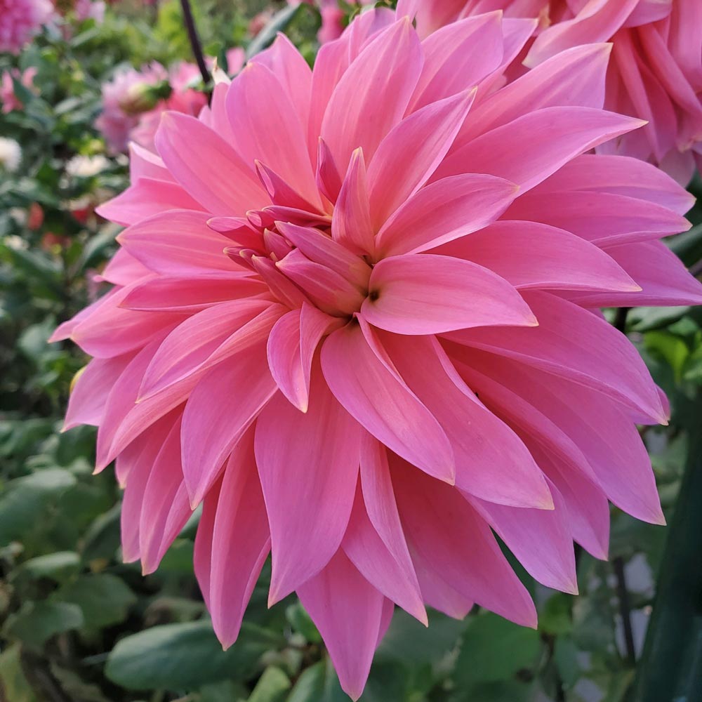 Dahlia Jersey Beauty White Flower Farm