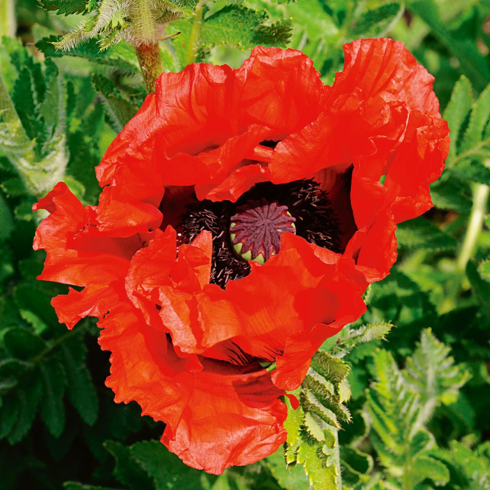 Papaver 'Doubloon'