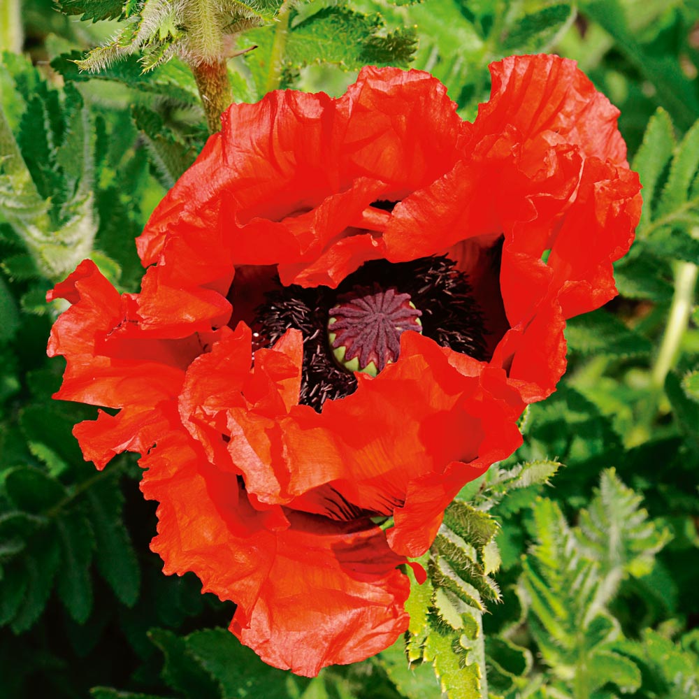 Papaver orientale 'Doubloon'