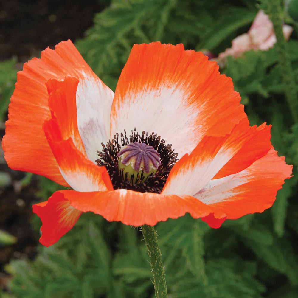 Papaver orientale 'Pinnacle'