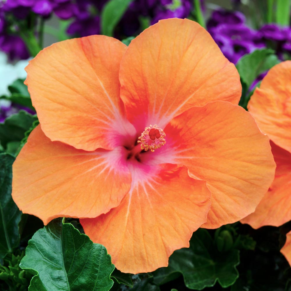 Tropical Hibiscus Tradewinds® 'Orange Sunset Wind'