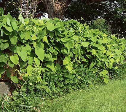 Aristolochia macrophylla