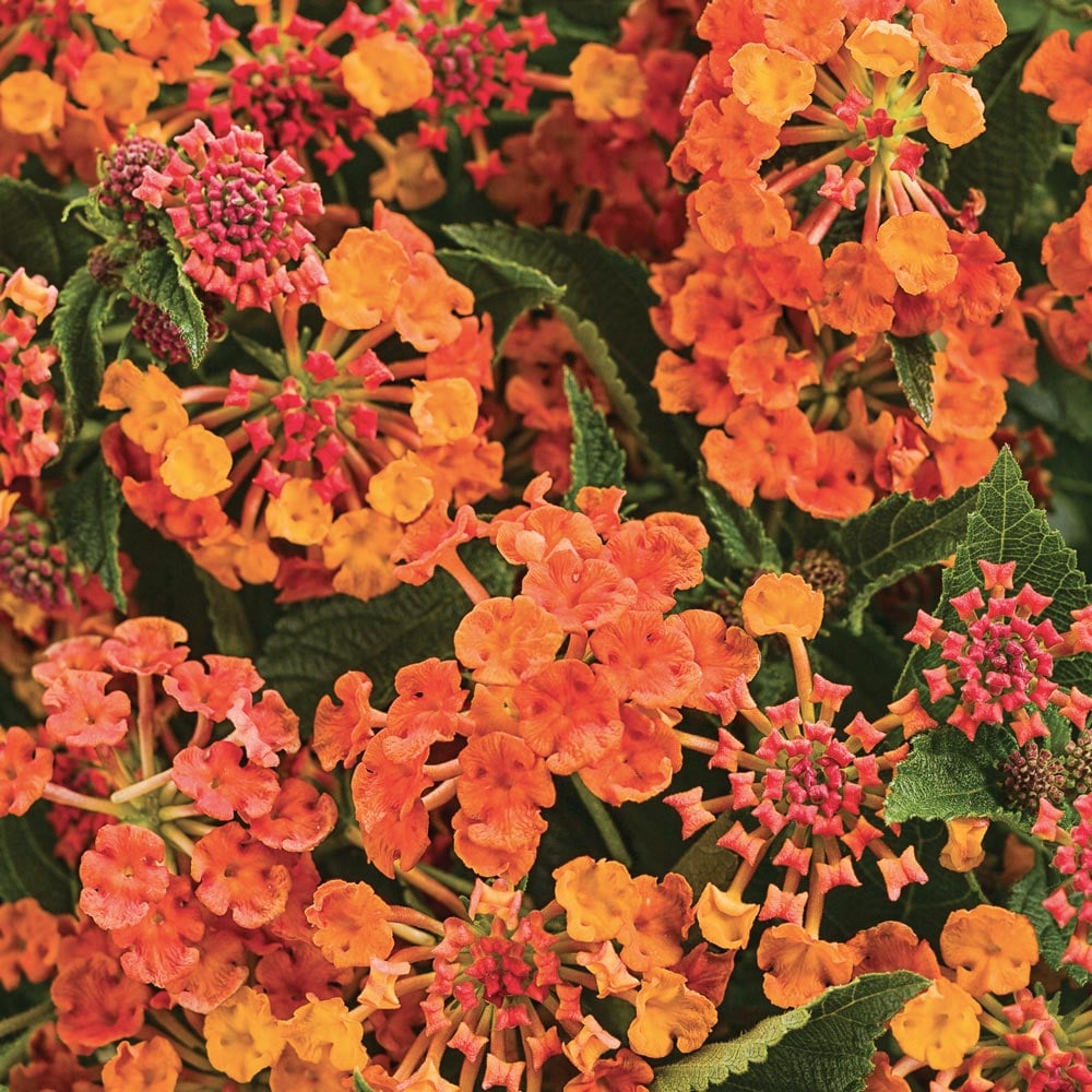 Lantana Camara Luscious Marmalade White Flower Farm