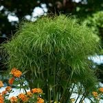  Cyperus papyrus King Tut®