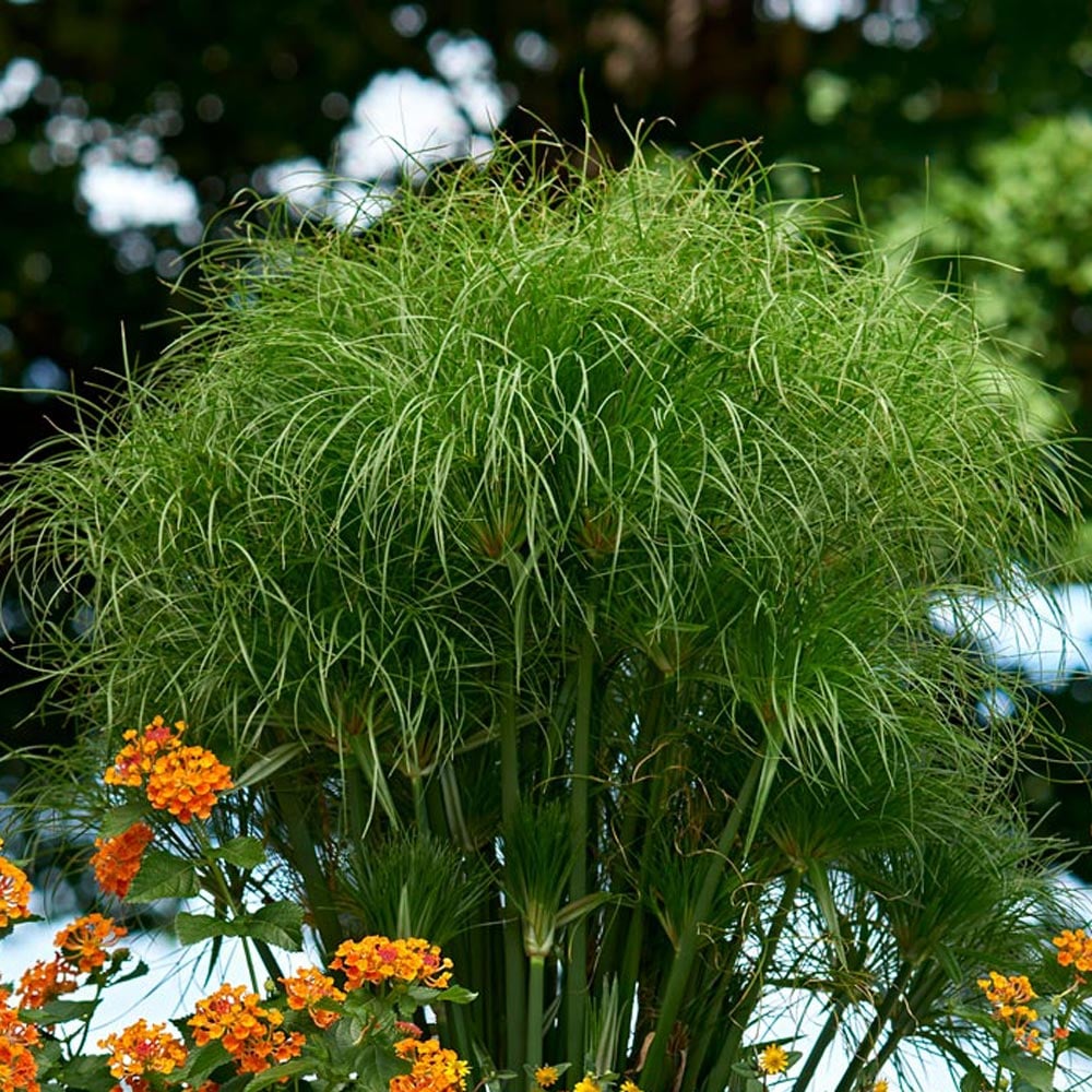 Cyperus papyrus King Tut®