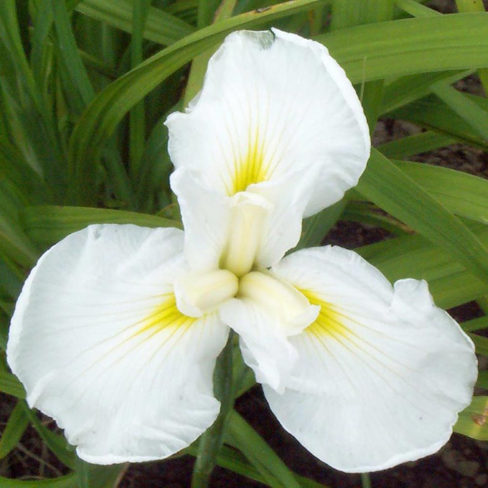 Iris ensata 'Mt. Fuji'