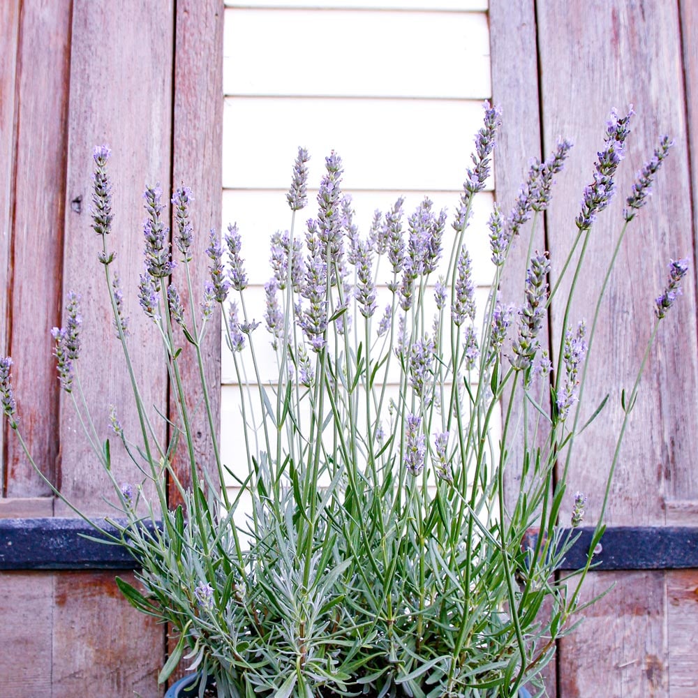 Shade-Tolerant Varieties of Lavender