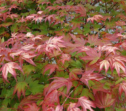 Acer palmatum 'Tsuma-gaki'