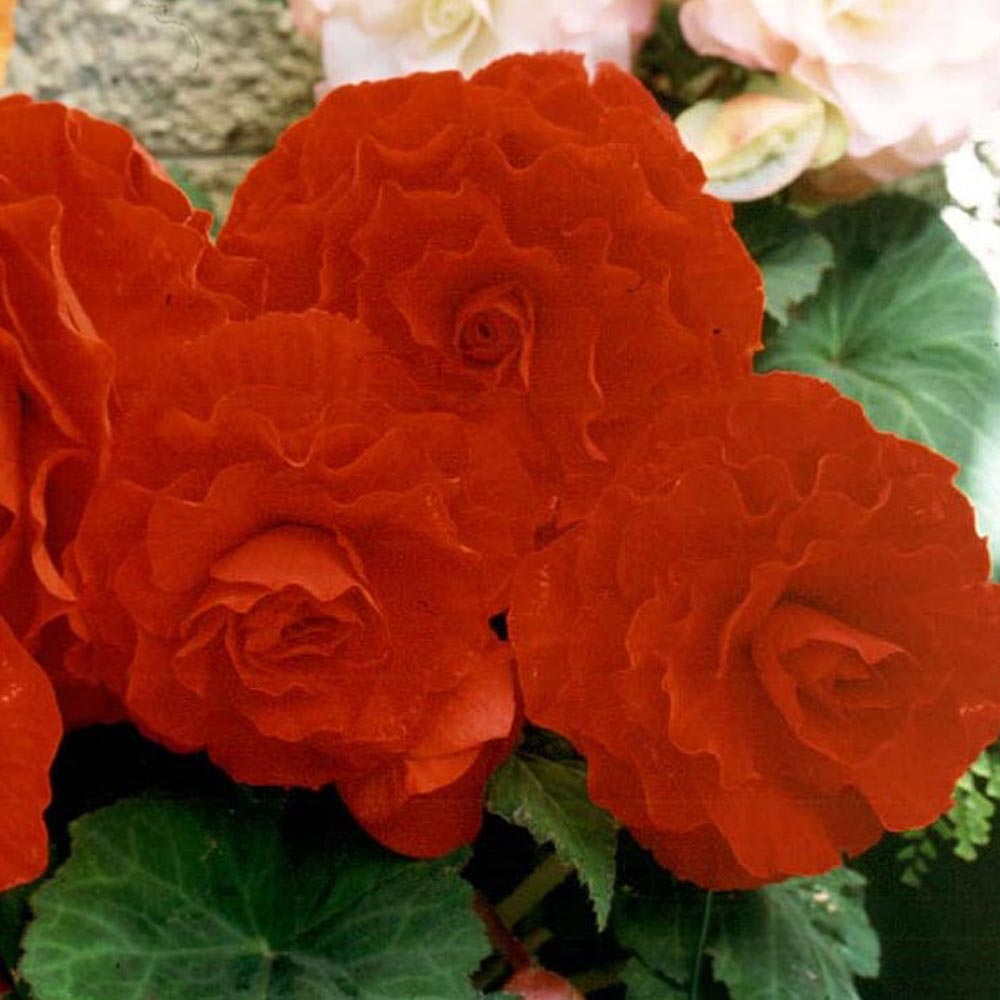 Begonia 'Linda Jackson' Blackmore & Langdon