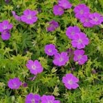  Geranium sanguineum 'New Hampshire Purple'