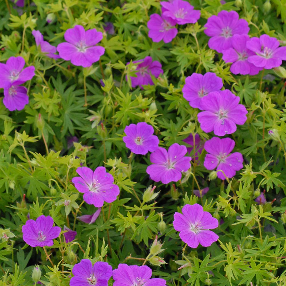 Geranium sanguineum 'New Hampshire Purple'