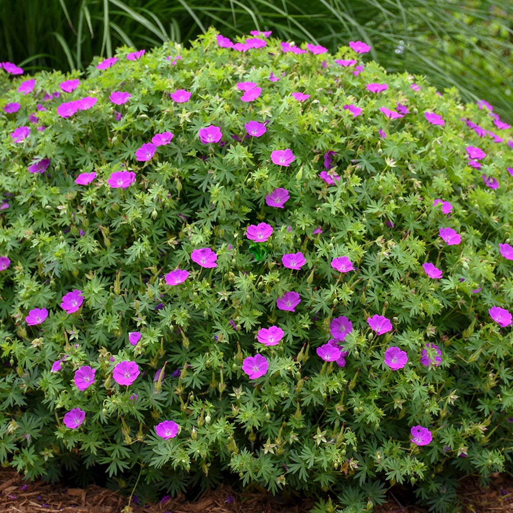 Geranium sanguineum 'New Hampshire Purple'