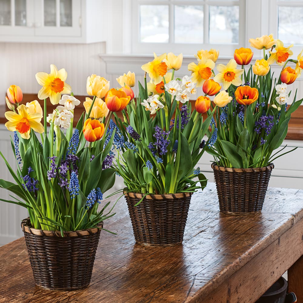 Breath of Spring Bulb Gardens to 3 Different Addresses - Standard Shipping Included