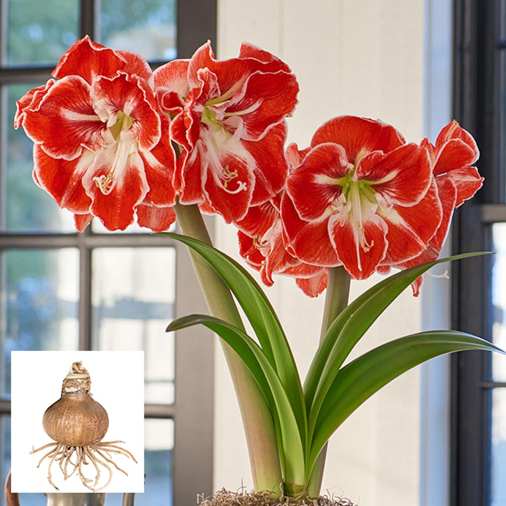 Amaryllis 'Samba'