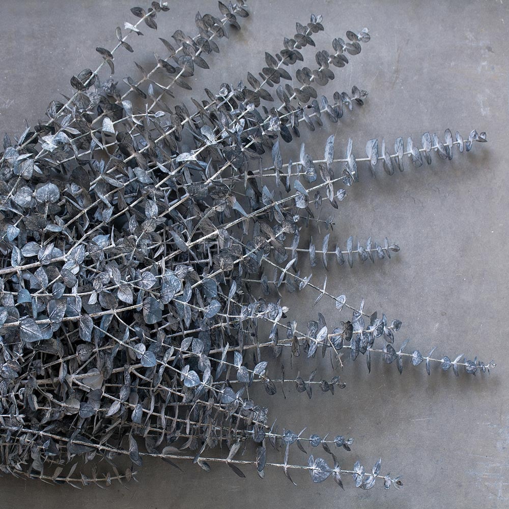 Eucalyptus Blue Spiral Stems