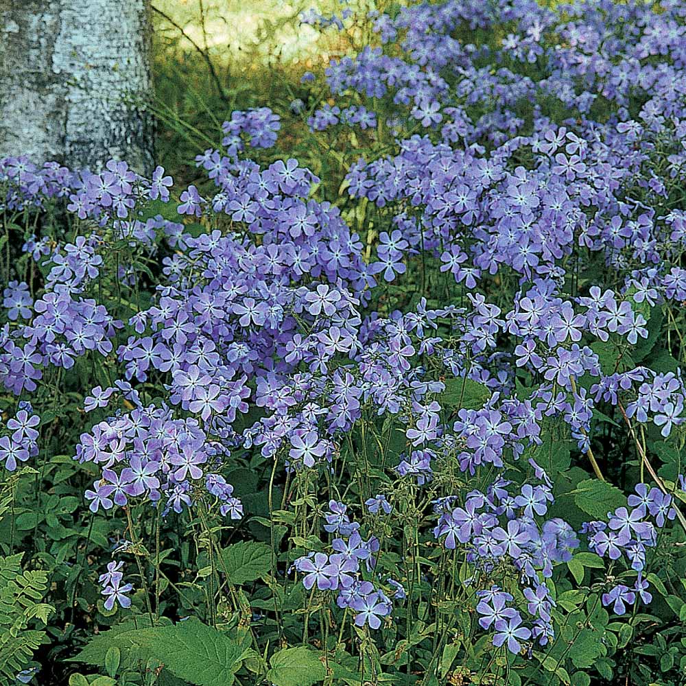 Phlox divaricata laphamii