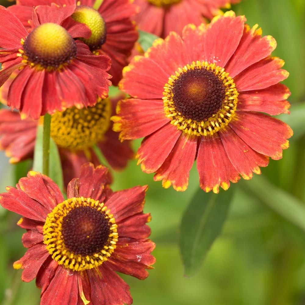 Helenium White Flower Farm
