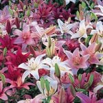 All Lilies