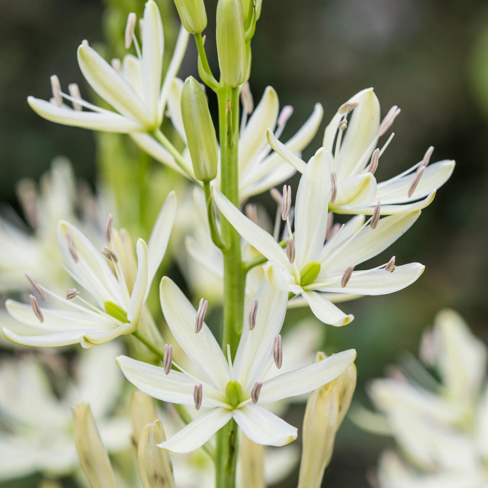 Camassia leichtlinii 'Alba'