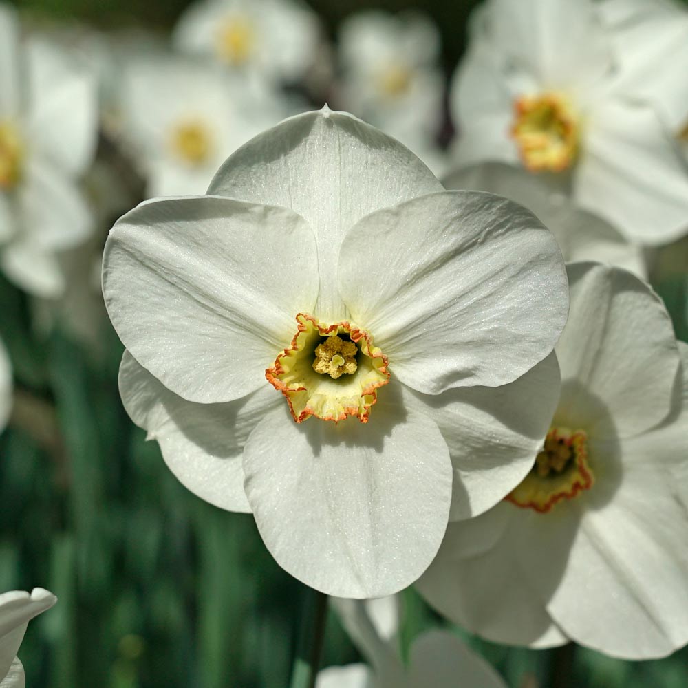 Narcissus 'Capisco'