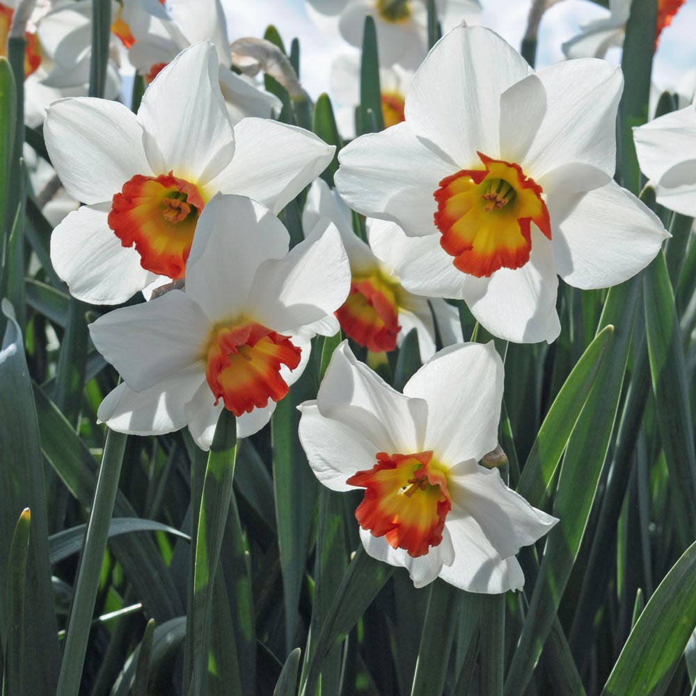 Narcissus 'Colin's Joy'