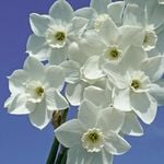  Narcissus 'Dainty Miss'