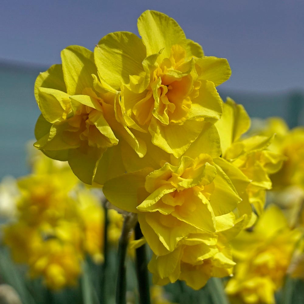 Narcissus 'Golden Delicious'