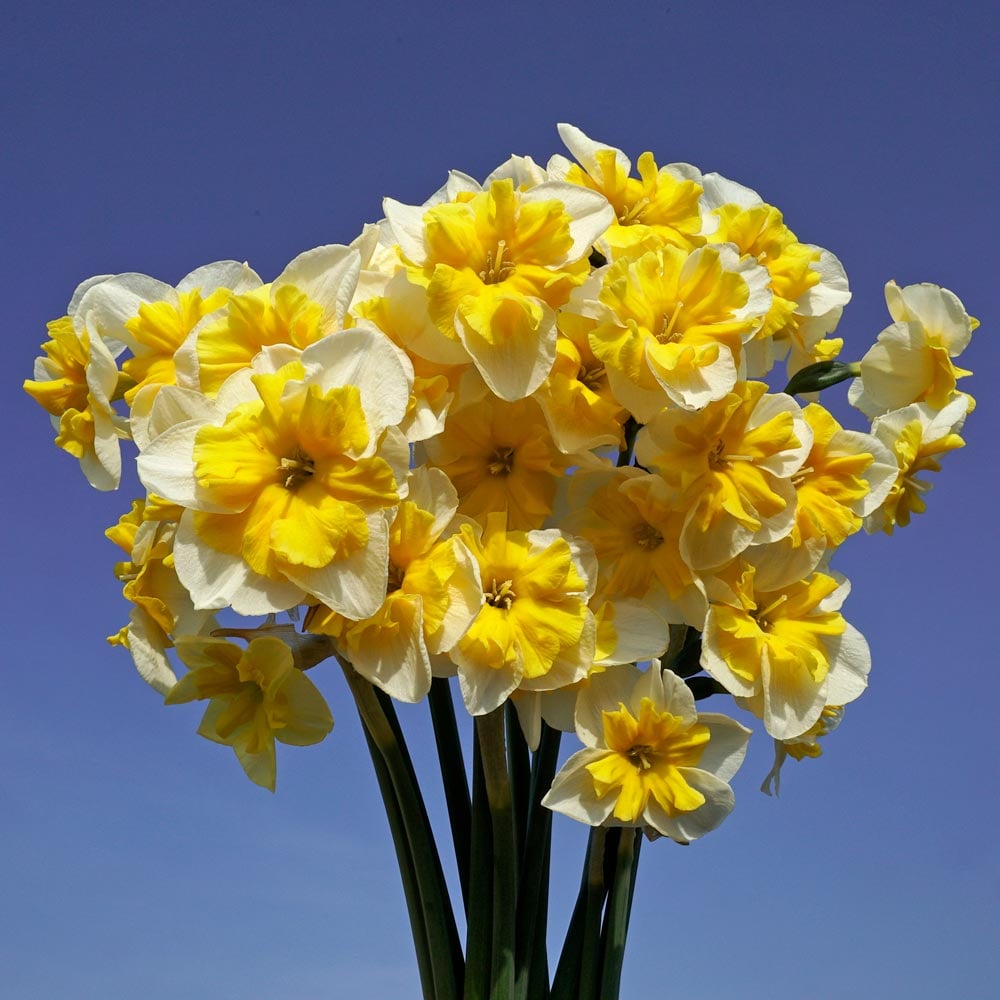 Narcissus 'Life is Good'