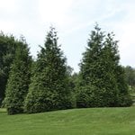 Evergreen Trees & Shrubs