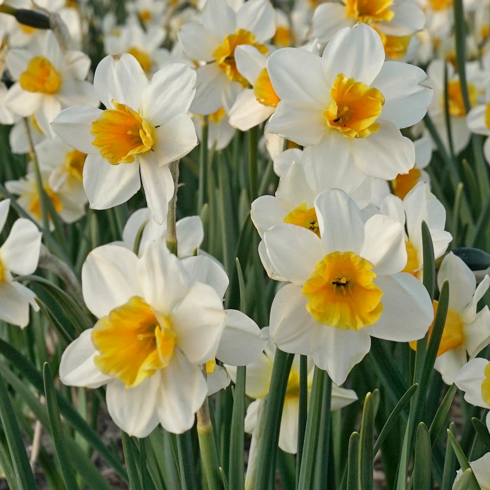 Narcissus 'Tangerine Beauty'