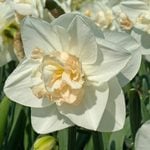  Narcissus 'Tender Beauty'