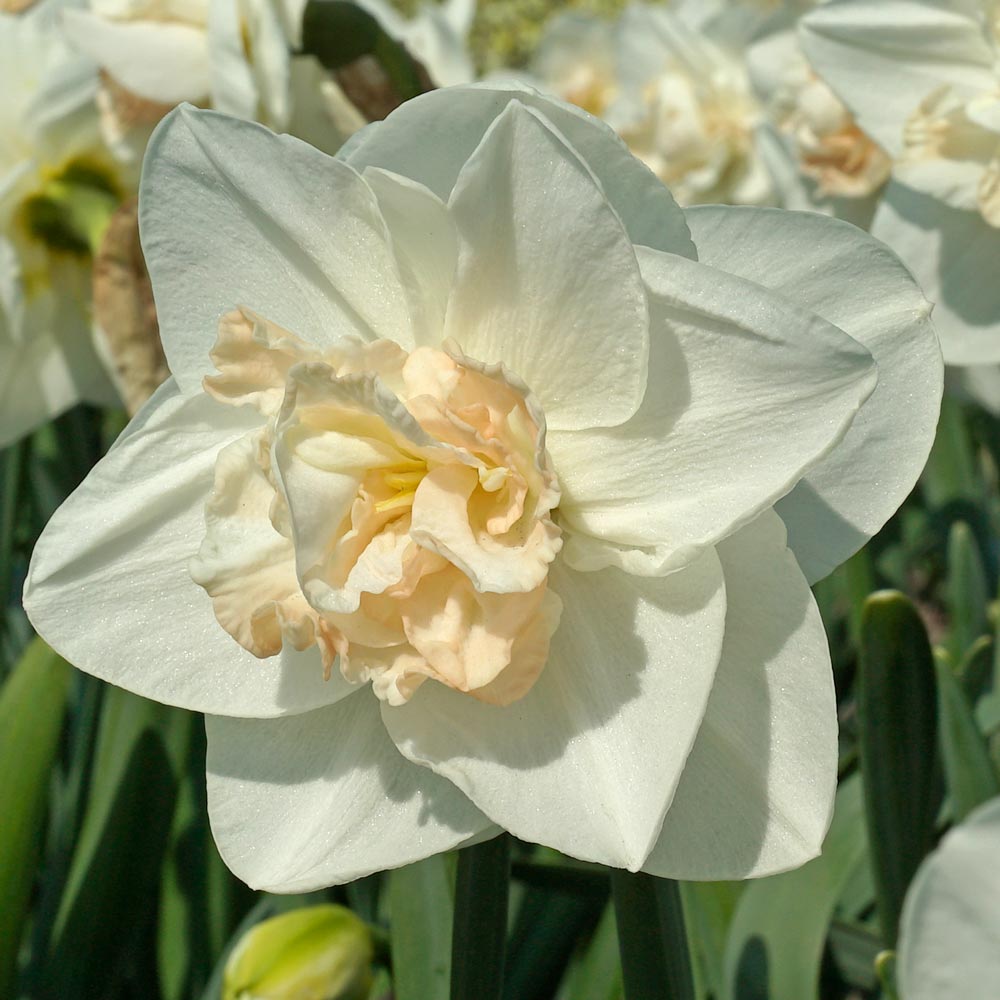 Narcissus 'Tender Beauty'