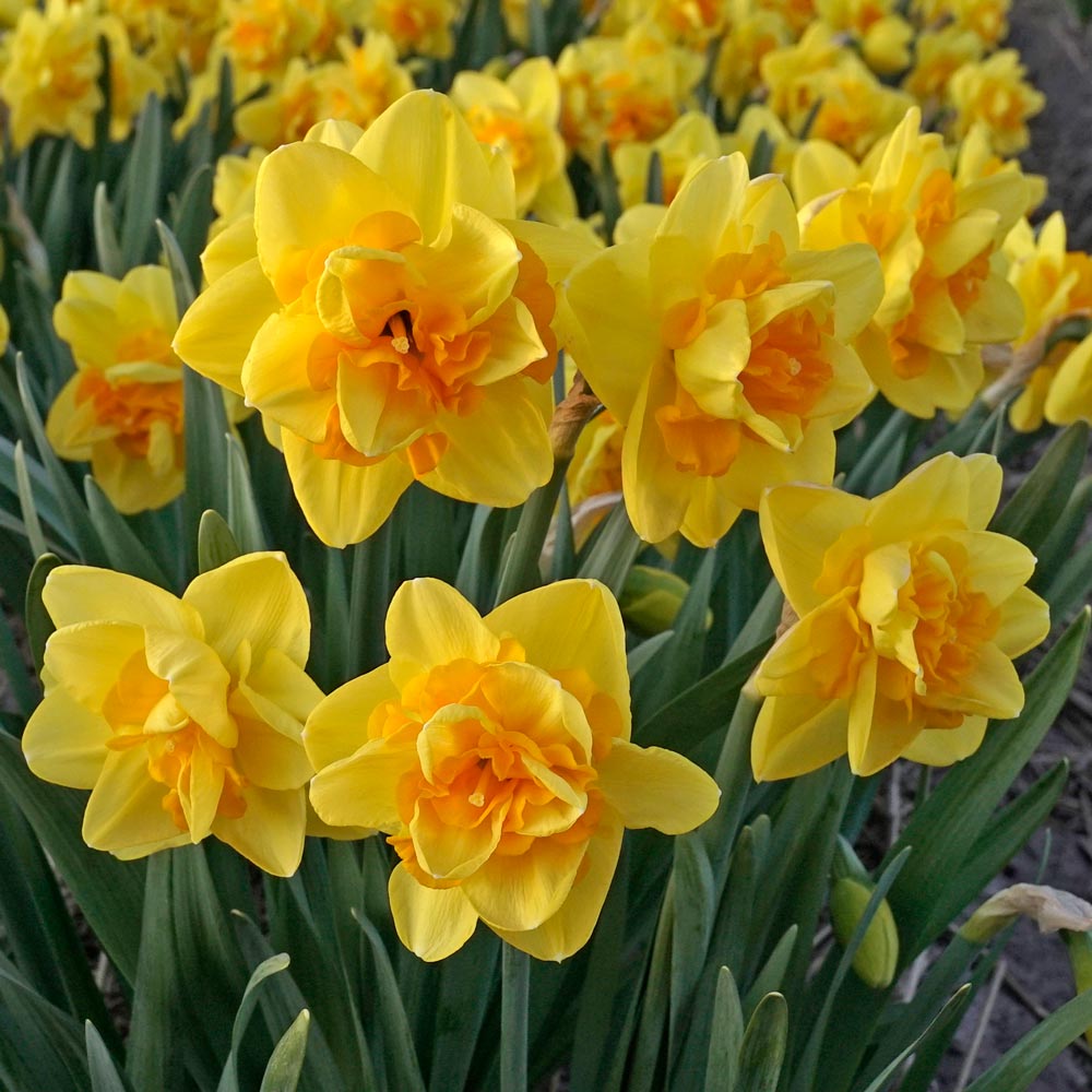 Narcissus 'TG Lava'