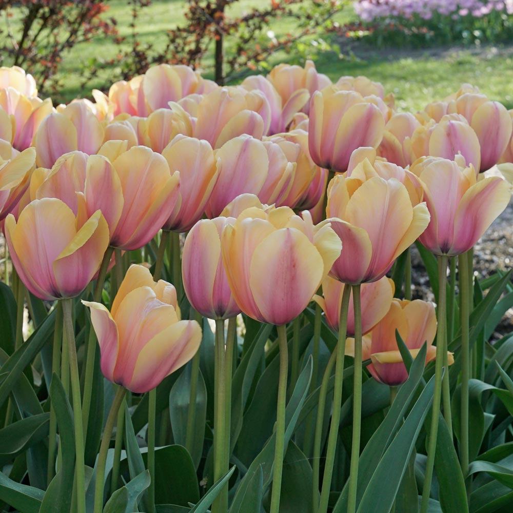 Tulip 'Blushing Impression'