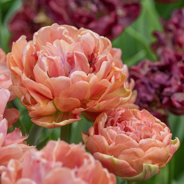 Tulip 'Copper Image' White Flower Farm