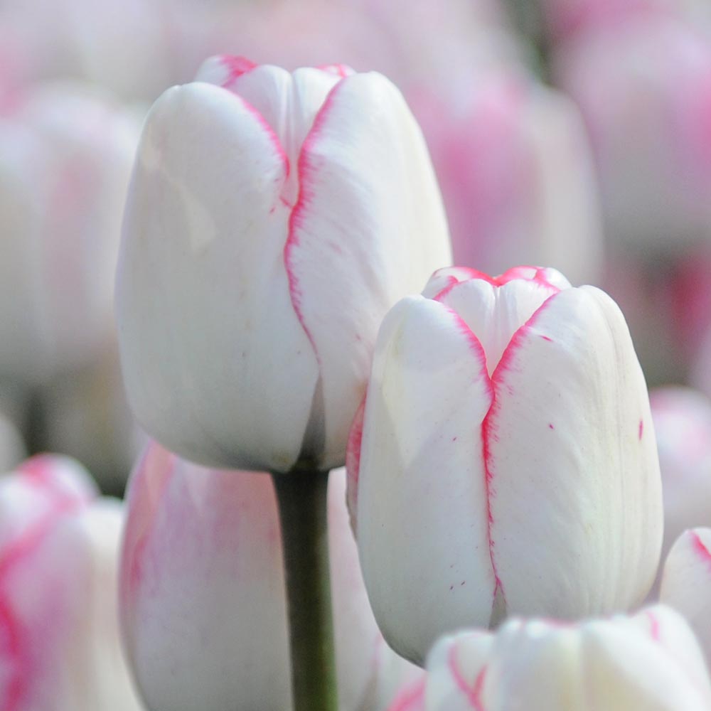 Tulip 'Hugs & Kisses'