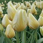  Tulip 'Lemon Chiffon'