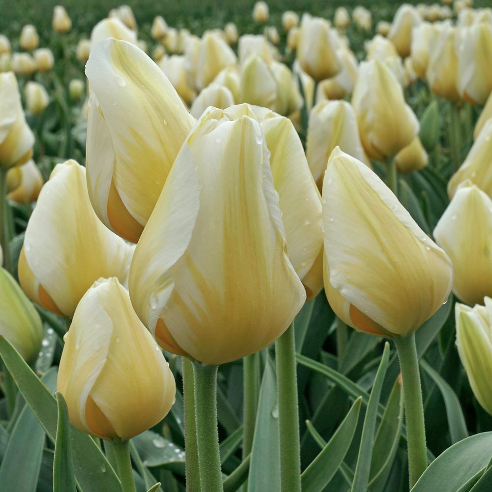 Tulip 'Lemon Chiffon'