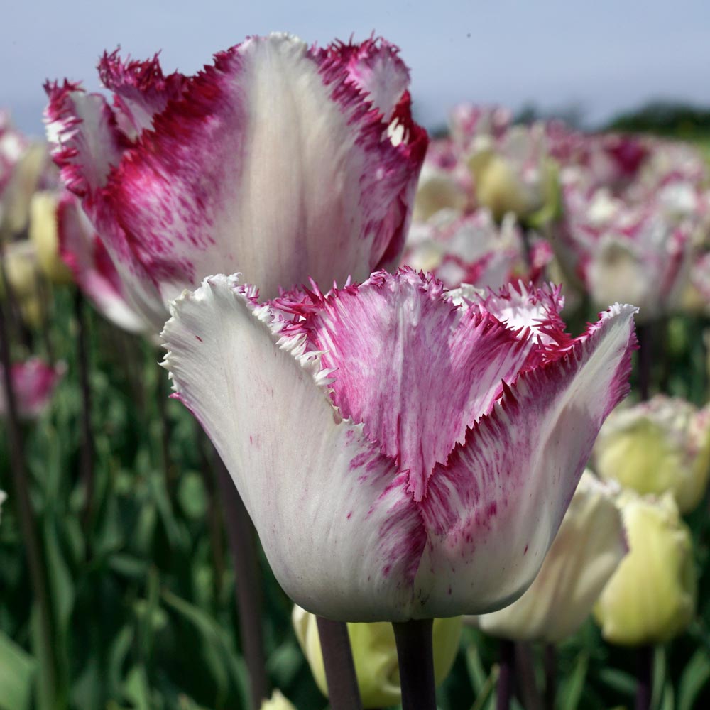 Tulip 'Raspberry Ripple'