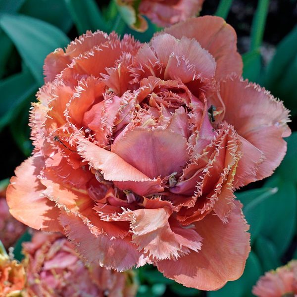 Tulip ‘Sensual Touch’ | White Flower Farm